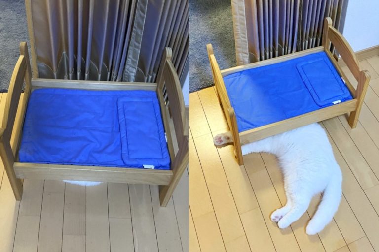 日本一名貓奴買了玩具床，貓咪卻選擇「睡下舖」。（圖／twitter @s_sekko）