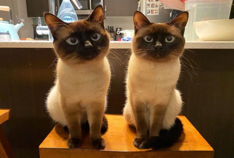 兩隻暹羅貓長相太相似　網：根本複製貼上！
