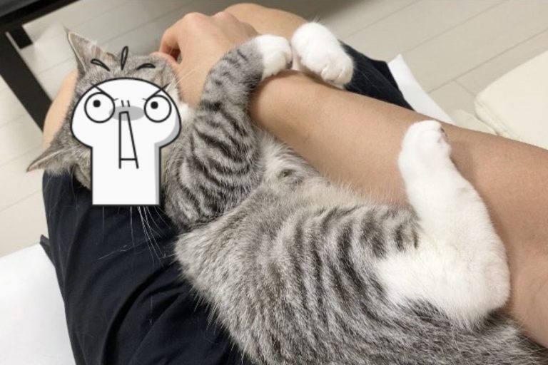 日本一隻貓咪因為抗議奴才外出一整天，變成「樹懶」環抱著他的手。（圖／twitter @catmotimaru）