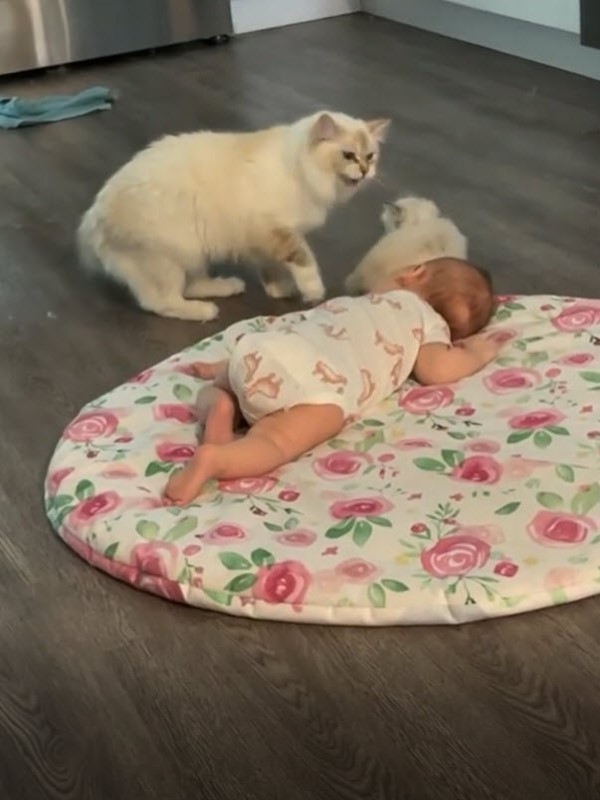 貓媽媽叼小奶寶與女嬰見面　炫耀碎念：我的寶貝可愛吧！
