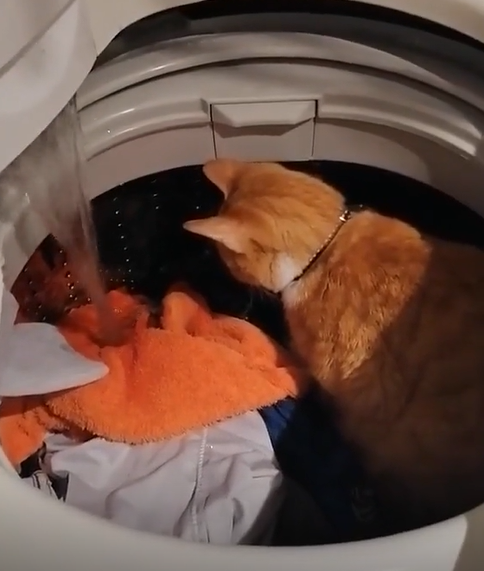 貓咪坐在洗衣機裡頭，專心地盯著水流看。（圖／TiKTok@ maurosalazar2846）