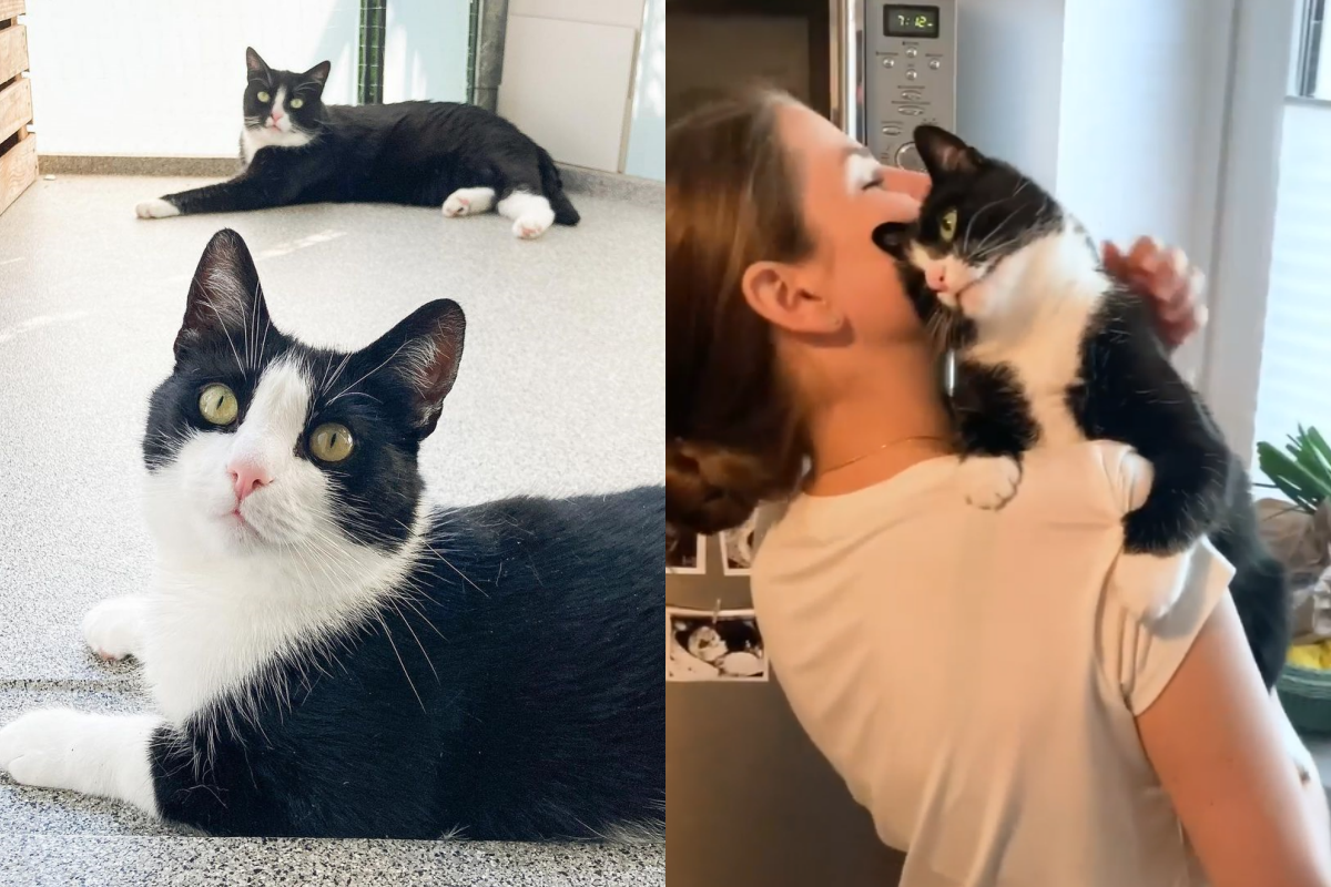 賓士貓被抱起後，立即甜蜜地磨蹭奴才。（圖／Instagram＠ 2chaoscats ） 