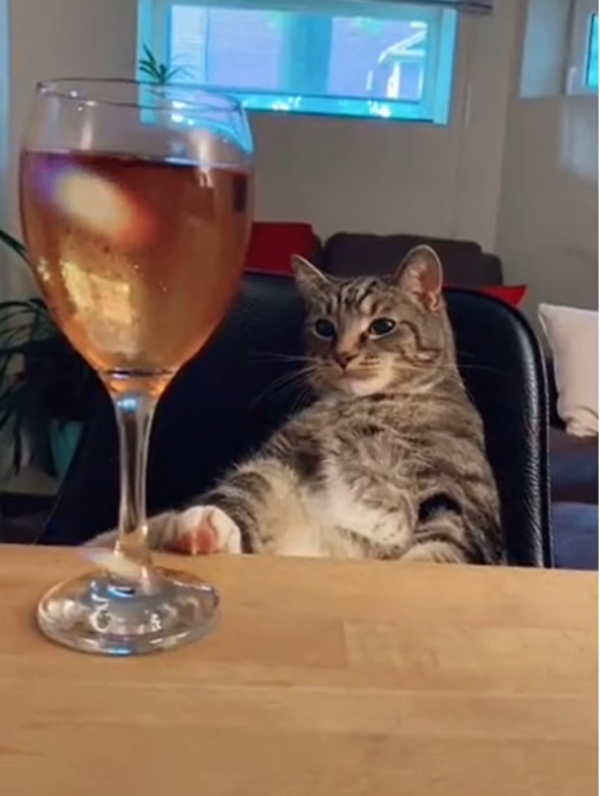 虎斑貓「大叔坐」睡到翻白眼　主人驚：像極喝醉的我！