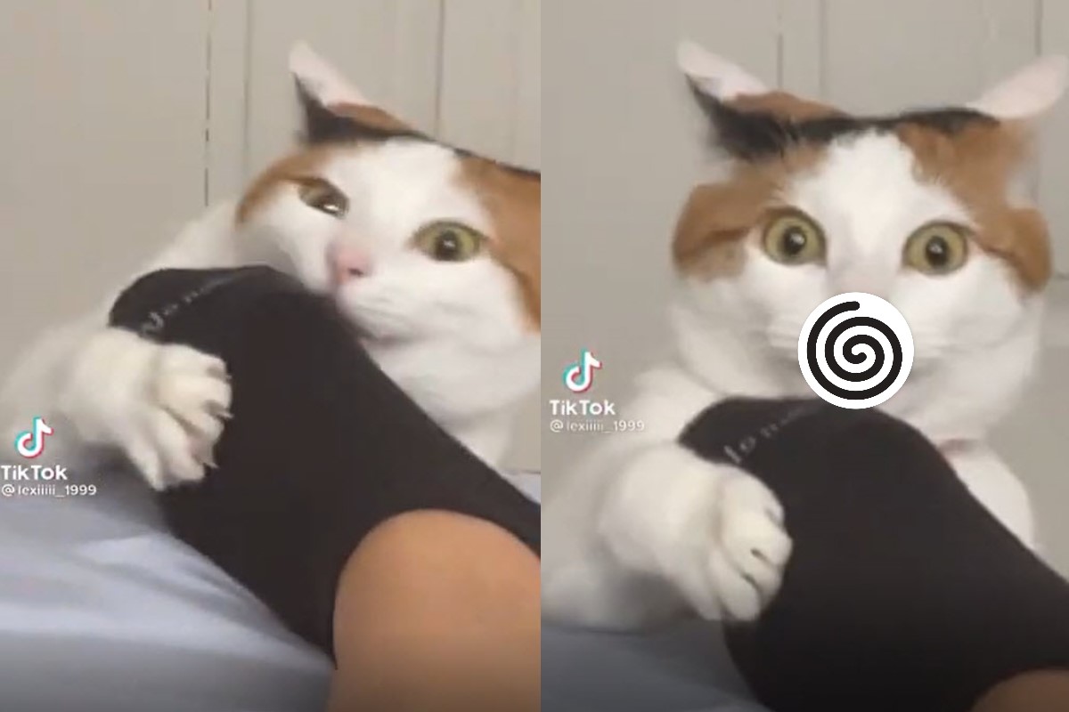 國外一隻三花貓聞到奴才的腳臭味，竟然整個當機了！（圖／Tik Tok @lexiiiii_1999）