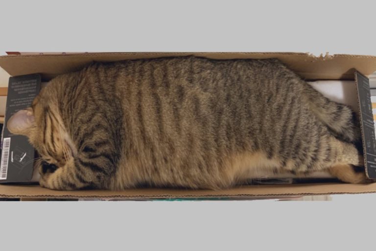 日本一隻貓咪窩在長形紙箱，看起來像極了「虎皮蛋糕」！（圖／twitter @kotaromonmon）