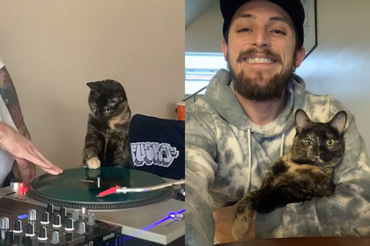 國外一隻玳瑁貓把肉球伸到DJ盤上，跟奴才一起玩音樂。（影／美聯社 AP+Newsflare授權）