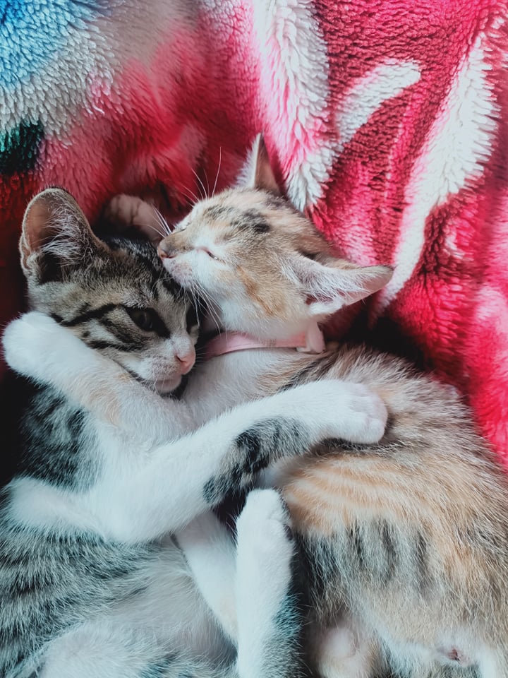 這是兩位寶貝貓咪，左邊是小龍女、右邊則是鳳姐。（圖／網友樂龜龜授權提供）