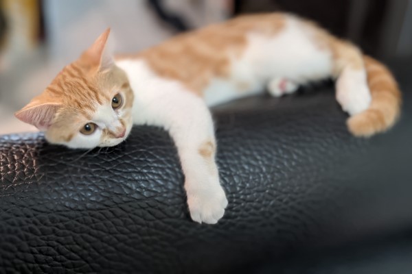 爸曬橘白貓抱沙發「技能照」　自嘲：我以為牠是無尾熊！