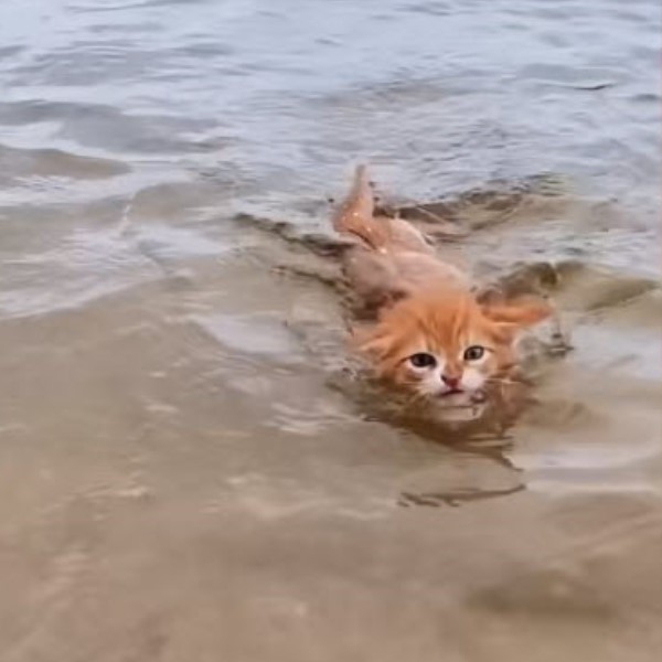 橘貓從小與狗一起長大熱愛游泳乘船：我是海灘boy！