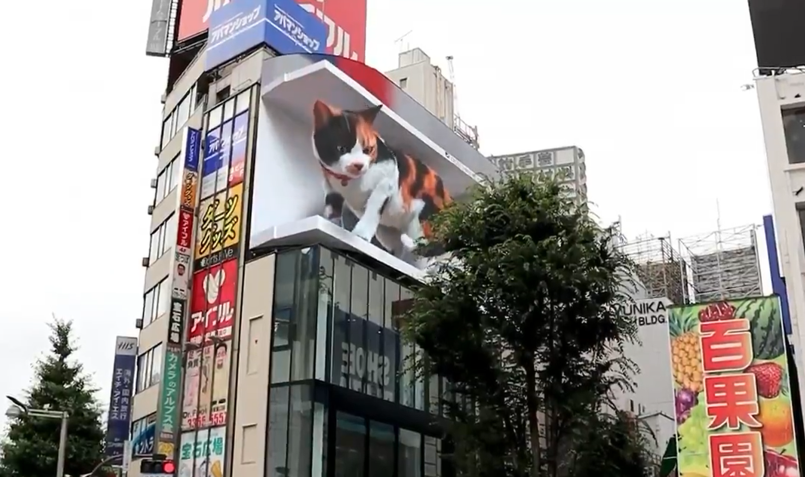 東京新宿車站附近的大樓看板，利用3D裸視技術放映出巨大貓咪。（圖／Twitter@ cross_s_vision）