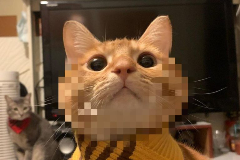 網友家的橘貓有一張超級圓臉！（圖／IG @tigerteeth803）