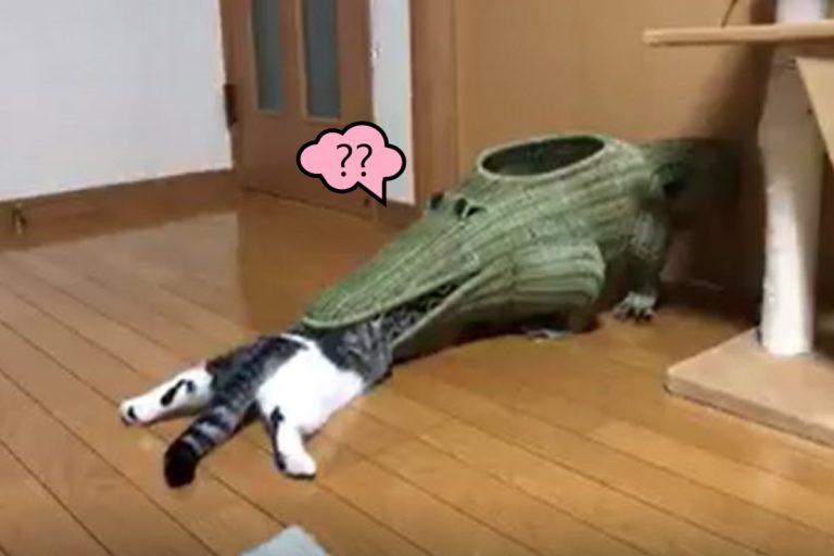 日本一隻貓咪想從鱷魚嘴巴鑽進去！（圖／twitter @naclcats4）
