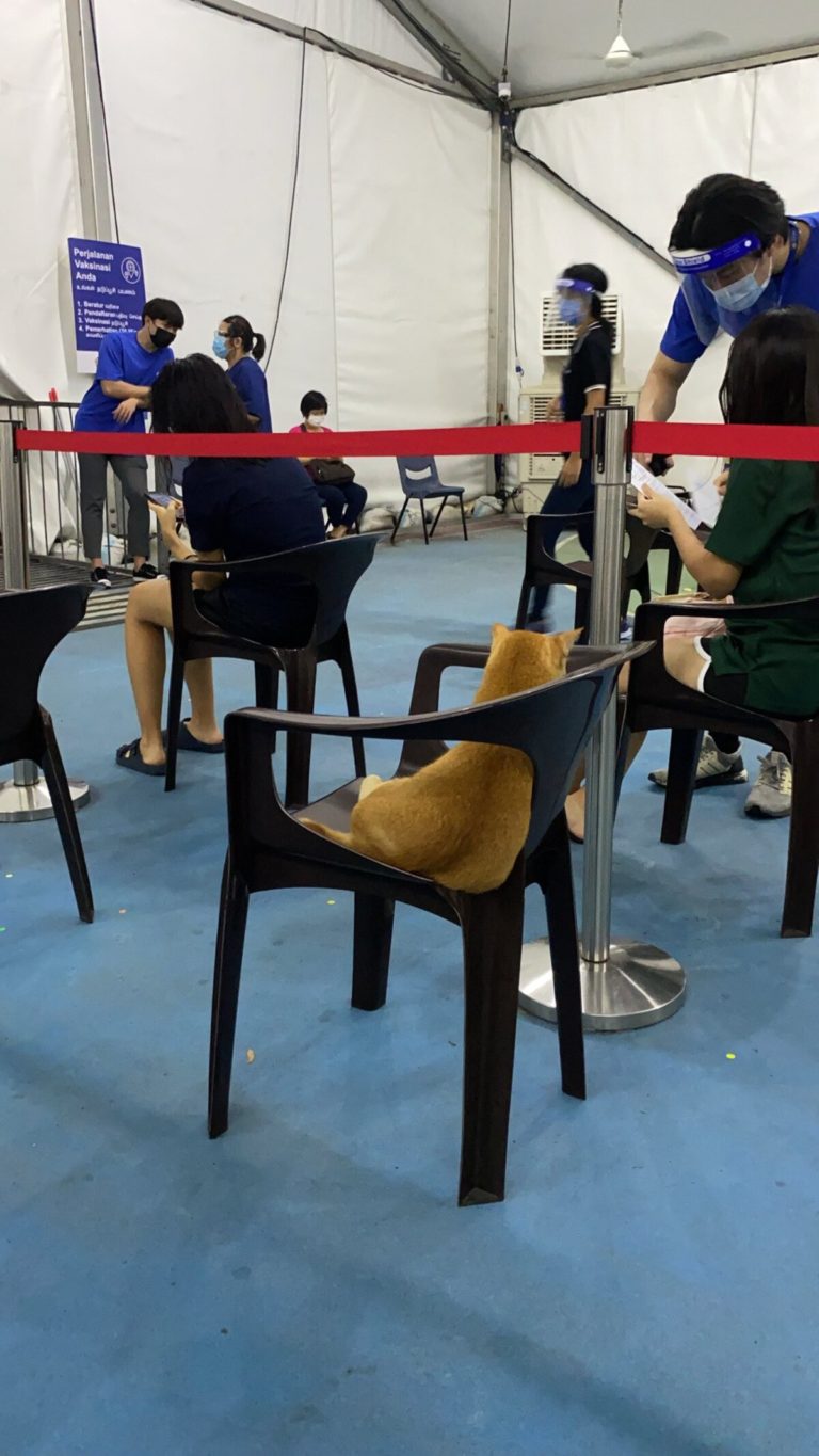 新加坡疫苗接種出現「毛訪客」　網友曬「橘貓排隊」照片爆紅