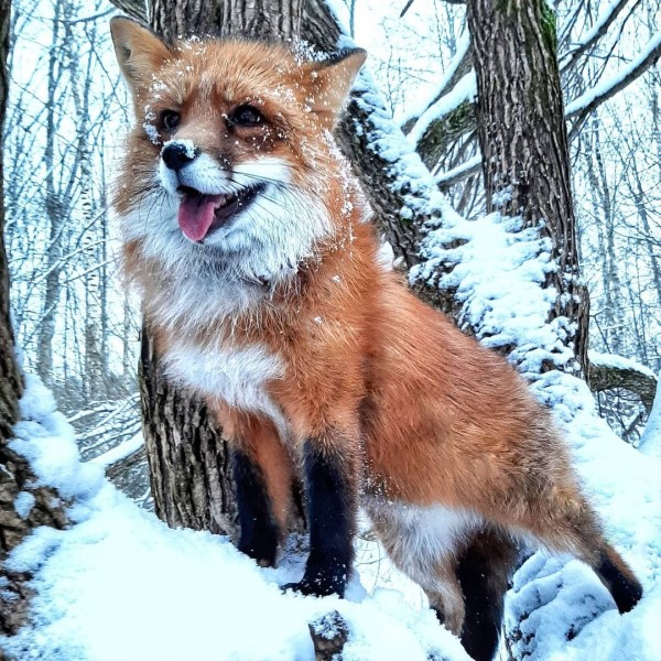 狐狸想偷喝吃湯麵被媽抓包 大聲哇哇叫:給我一口啦!