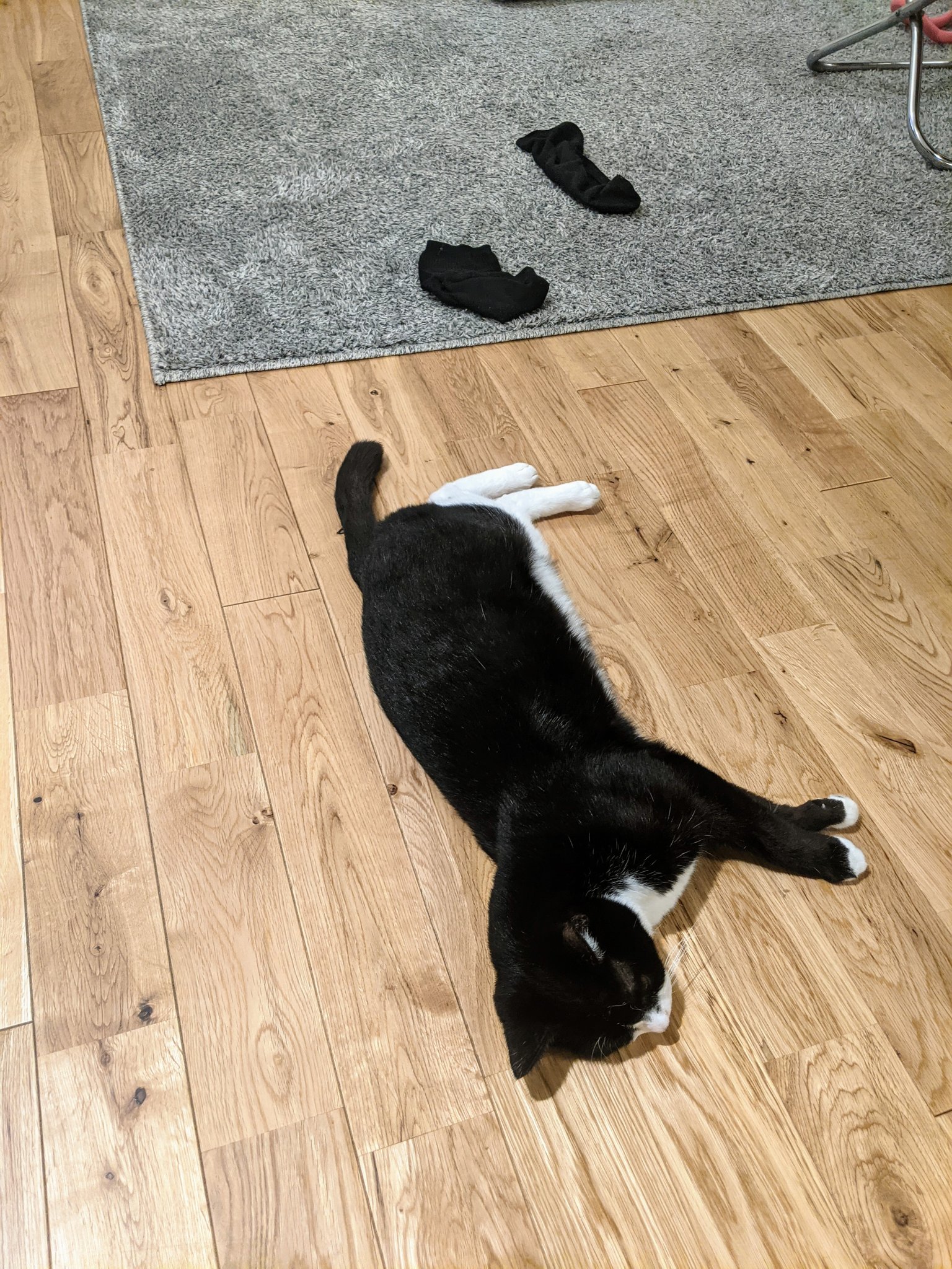 貓咪躺在地上，白色的腳腳旁邊放著一雙黑襪，看起來像是牠脫在那的。（圖／Twitter@ mtstmk）