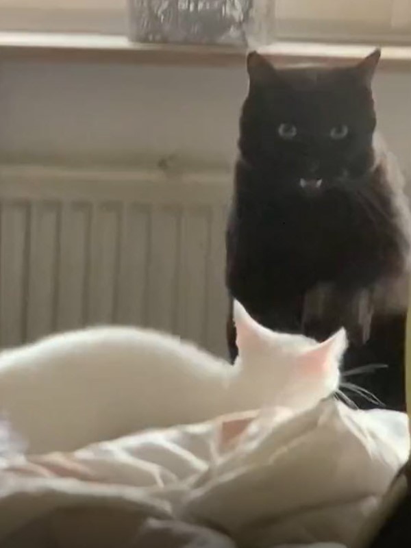 黑貓專注看某物卻遭小屁貓狂干擾　牠霸氣壓頭：給我安靜點！