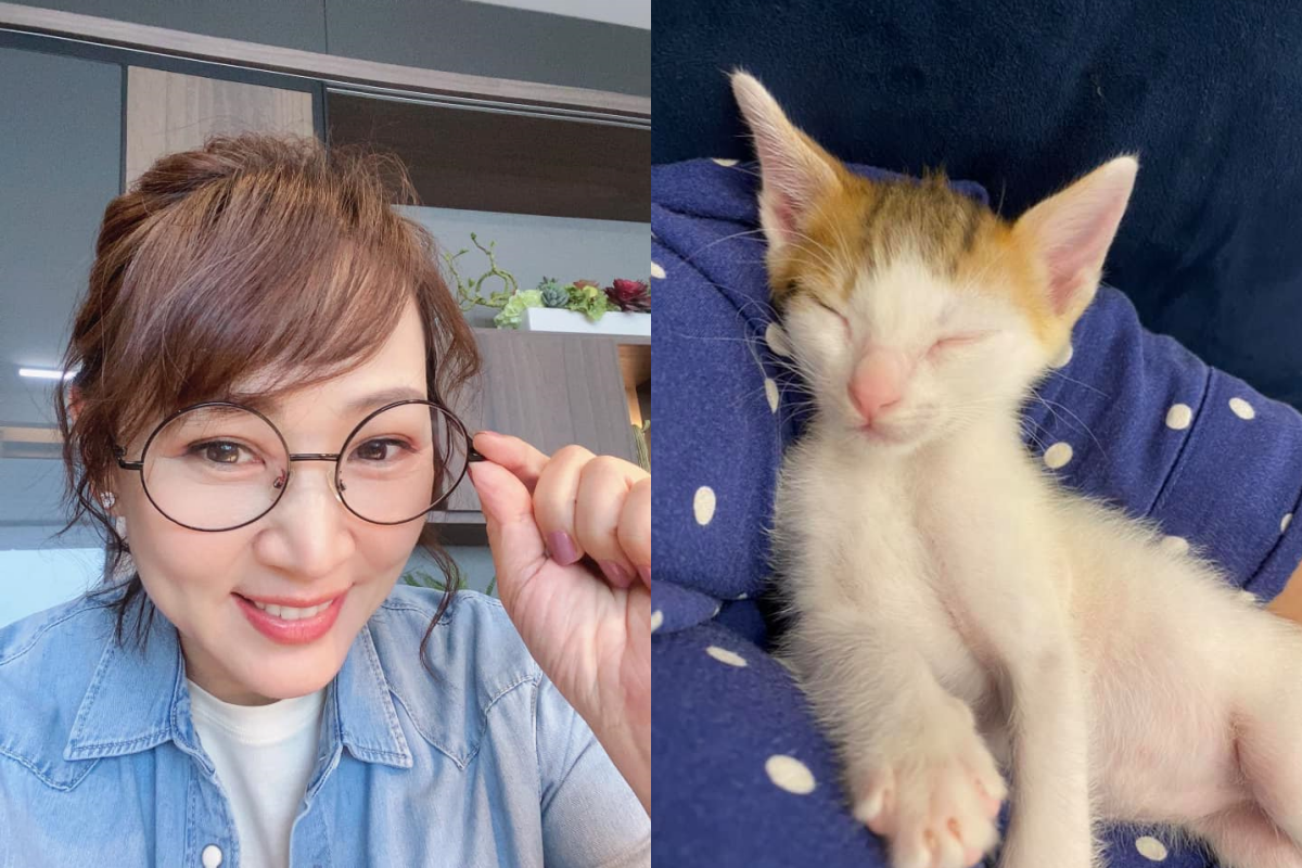 郁方撿到超級罕見的貓咪，查詢身價後竟發現曾高達兩千萬日幣！（圖片翻攝自／好門媳婦的秘密生活郁小方） 