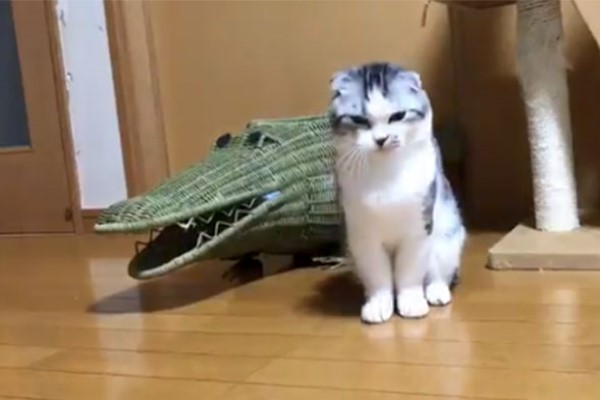 貓咪硬鑽進「鱷魚嘴巴」屁屁卻卡住　網笑：奴才不救駕嗎？