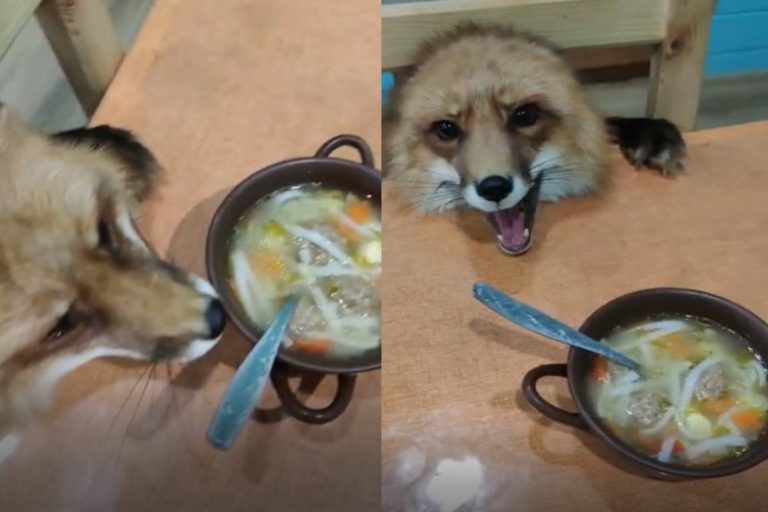 狐狸想偷喝吃湯麵被媽抓包　大聲哇哇叫：給我一口啦！
