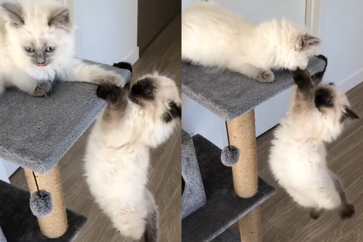 貓咪手抓跳台懸掛空中，另一隻貓冷眼趴跳台，腦袋中似乎有些不好的念頭。（圖／TiKTok@ snazzyypets） 