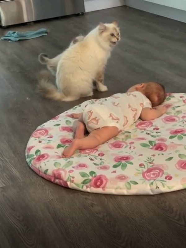 貓媽媽叼小奶寶與女嬰見面　炫耀碎念：我的寶貝可愛吧！