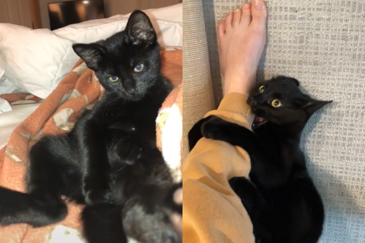 黑貓啃完奴才兩隻腳，甩著頭興奮離開。（圖／TiKTok＠ officialdullea） 