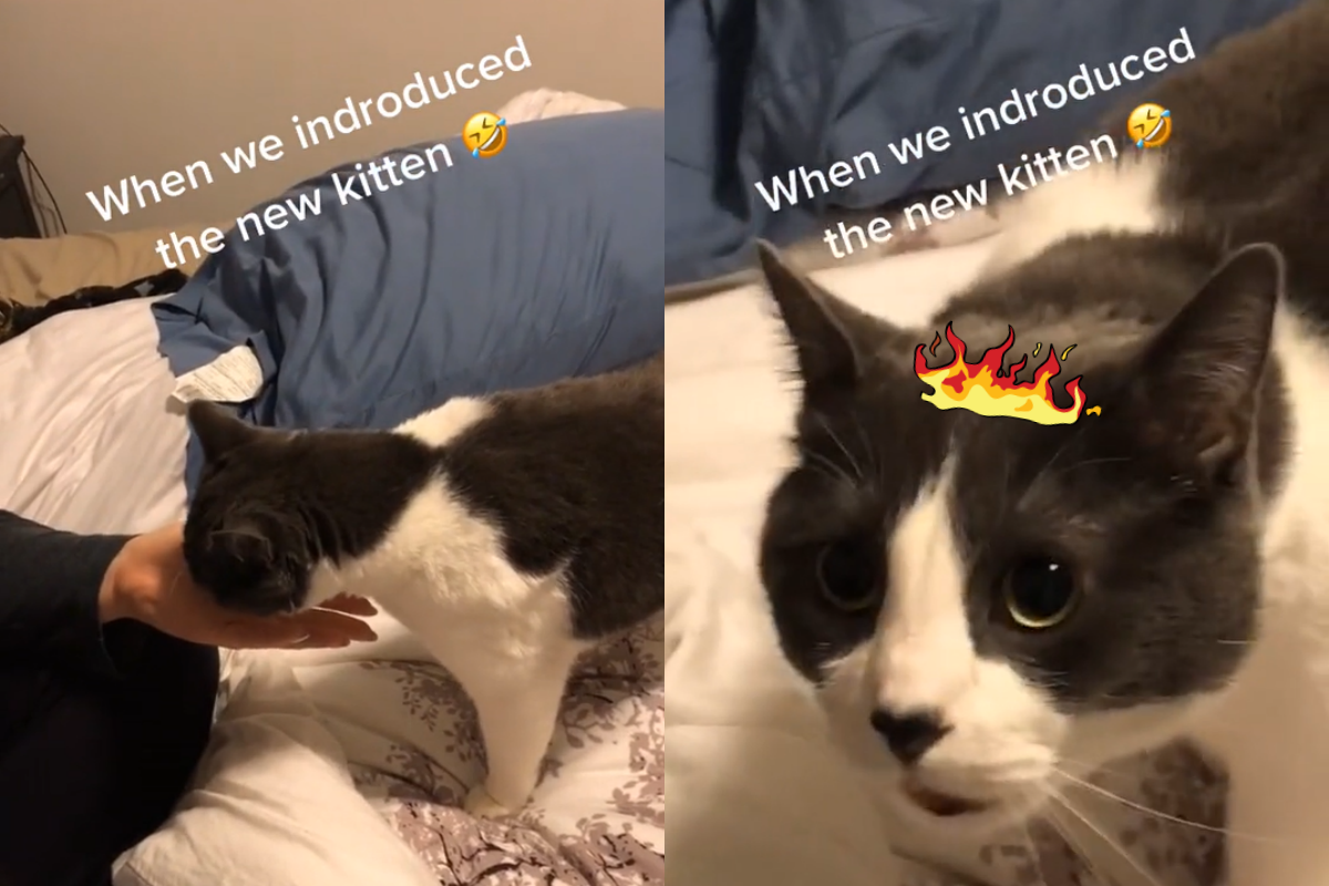 賓士貓原本很好奇奴才手上的味道，看到他手上的新貓後情緒瞬間變得很悲憤！（圖／Twitter帳號： zach_litzen）