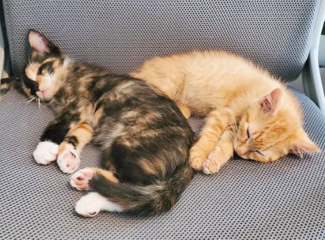 常常在新家睡翻的兩隻小貓。（圖／Instagram帳號：kellyfosterkittens）