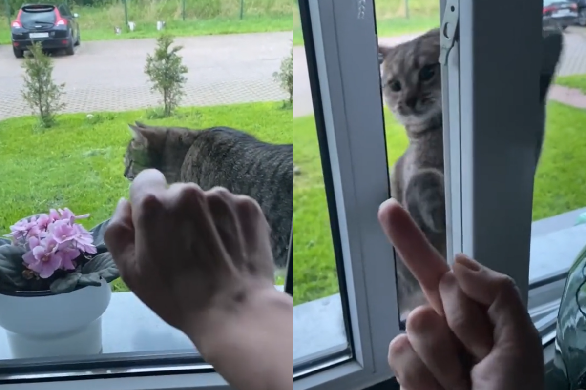 貓咪被比中指，轉身跑回窗邊教訓奴才的無禮行為！（圖／TiKTok＠ nasteek1） 