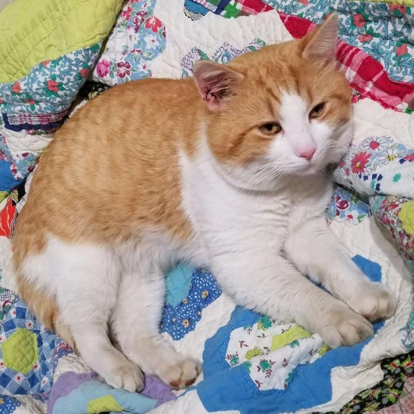 媽媽許願母親節禮物是「橘白貓」　幾週後浪橘出現：偶來了！