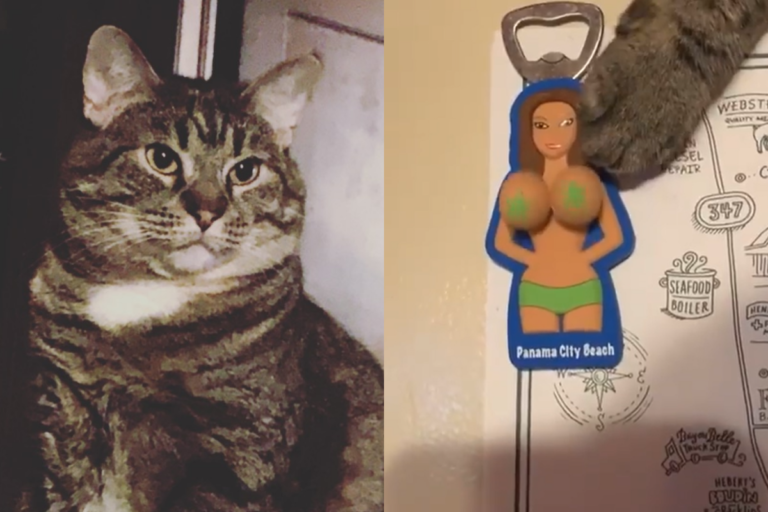 貓咪對「大ㄋㄟㄋㄟ」開瓶器愛不釋手。（圖／Instagram＠ pamthaham）