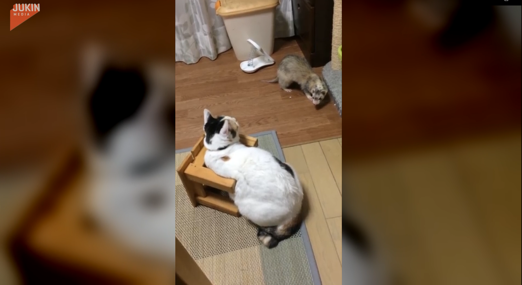 影／雪貂找同伴玩　貓咪竟偽裝「間諜椅子」：別煩我！