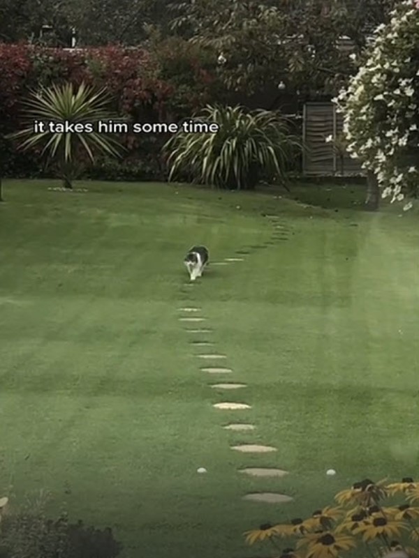 影／黑白貓在花園散步堅持走石板路　網笑：有強迫症？