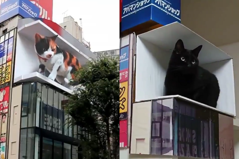 東京新宿車站出現巨大三花貓後風靡網路，網友便效仿自己做了一個！（圖／Twitter@ cross_s_vision、f2touhey）