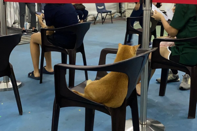 新加坡疫苗接種出現「毛訪客」　網友曬「橘貓排隊」照片爆紅
