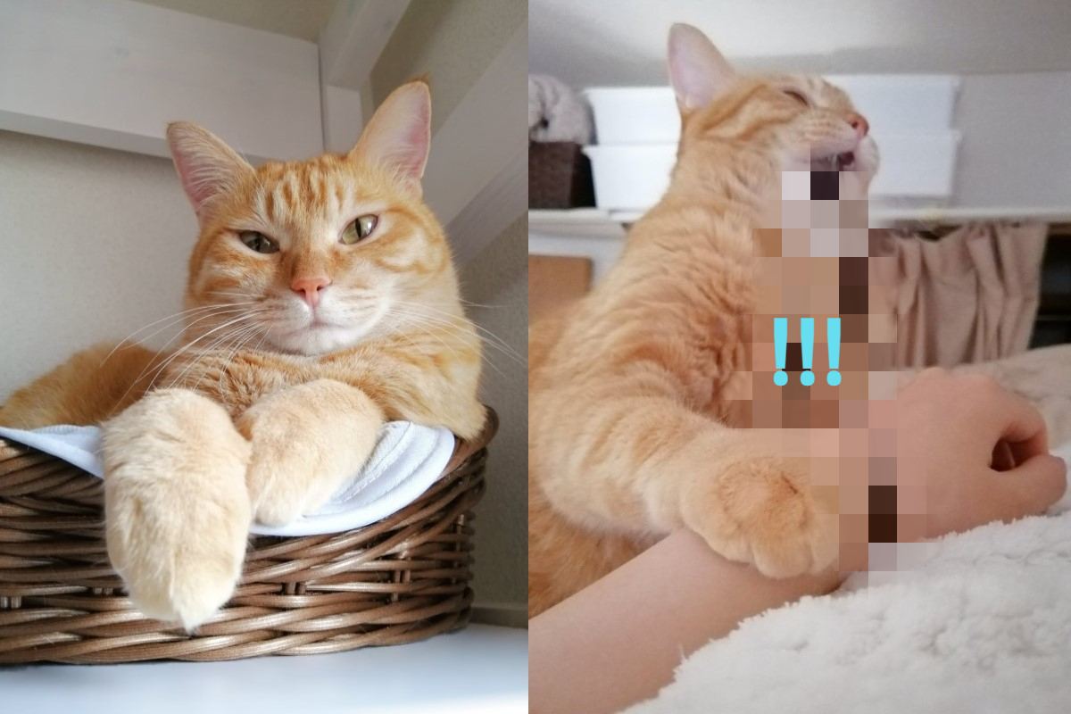 日本一隻橘貓為了叫奴才起床，竟然用力「彈髮圈」！（圖／twitter帳號ruuiruiruirui）