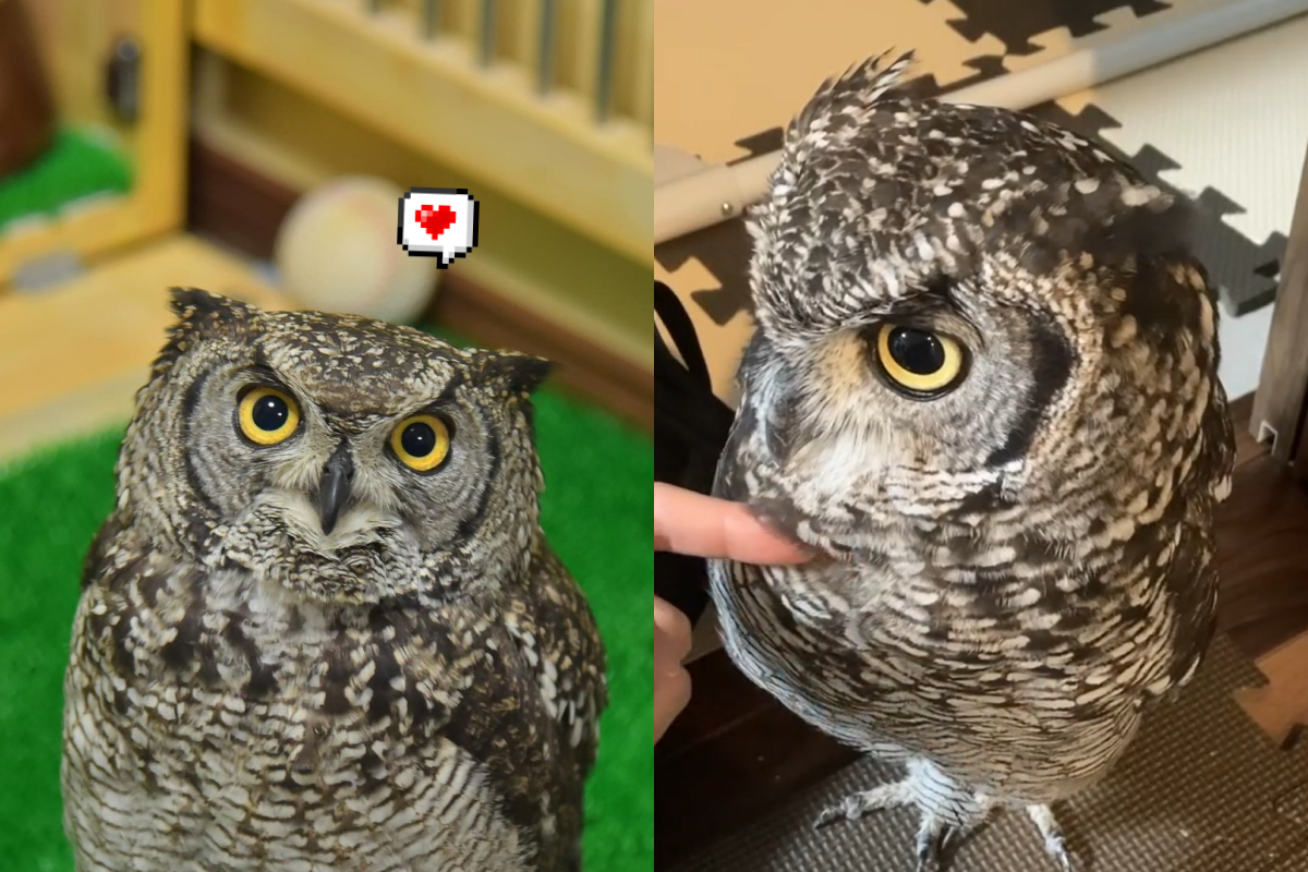奴才用手指戳貓頭鷹，立刻明白貓頭鷹毛到底有多厚！（圖／Instagram帳號：fuwa_maru_owl）