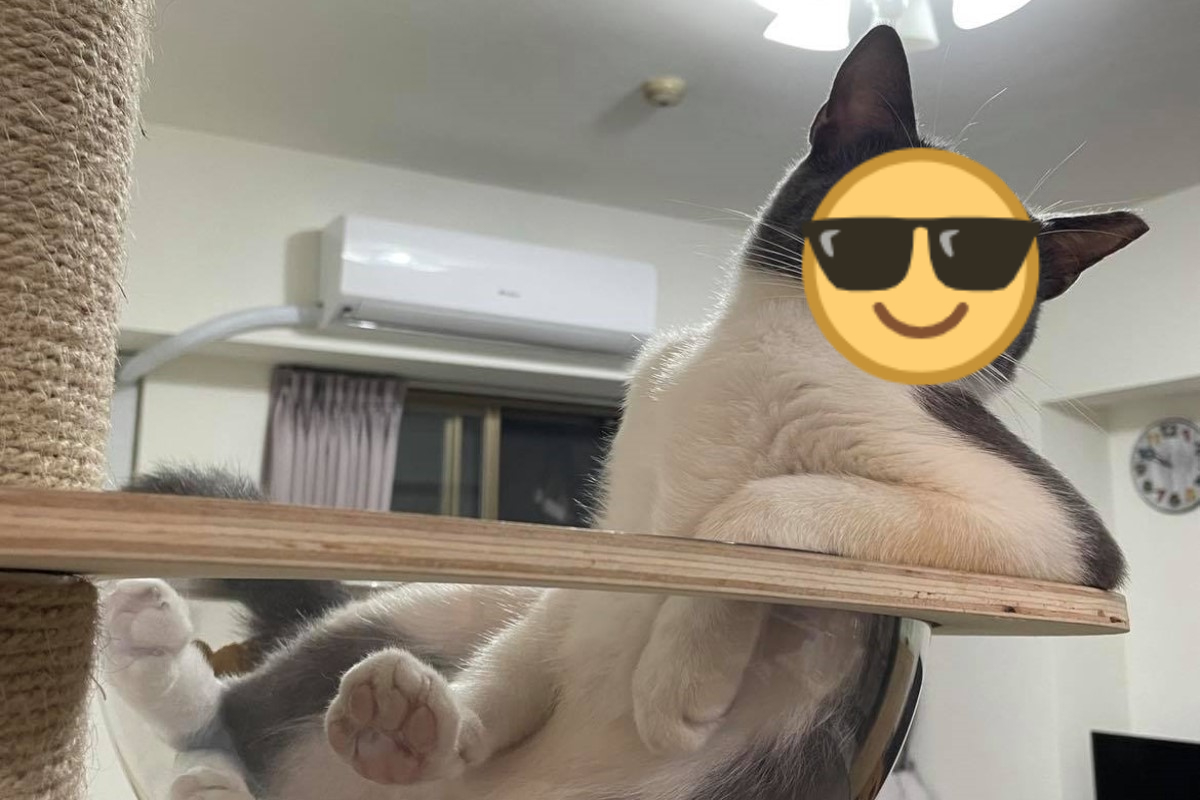 網友陳小姐家的貓咪在跳台上饋單手盯著奴才！（影／網友陳小靜授權提供）