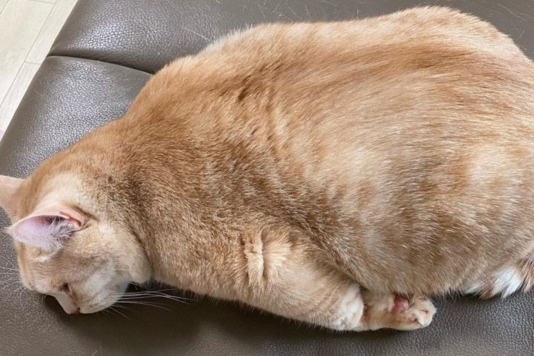 韓國一隻橘貓很喜歡趴臥在沙發上。（圖／IG @gombung）