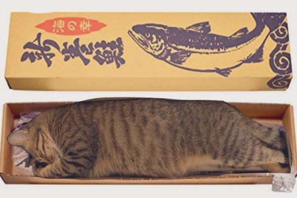 虎斑貓擠進長形紙箱　網一看笑翻：這條虎皮蛋糕怎麼賣？