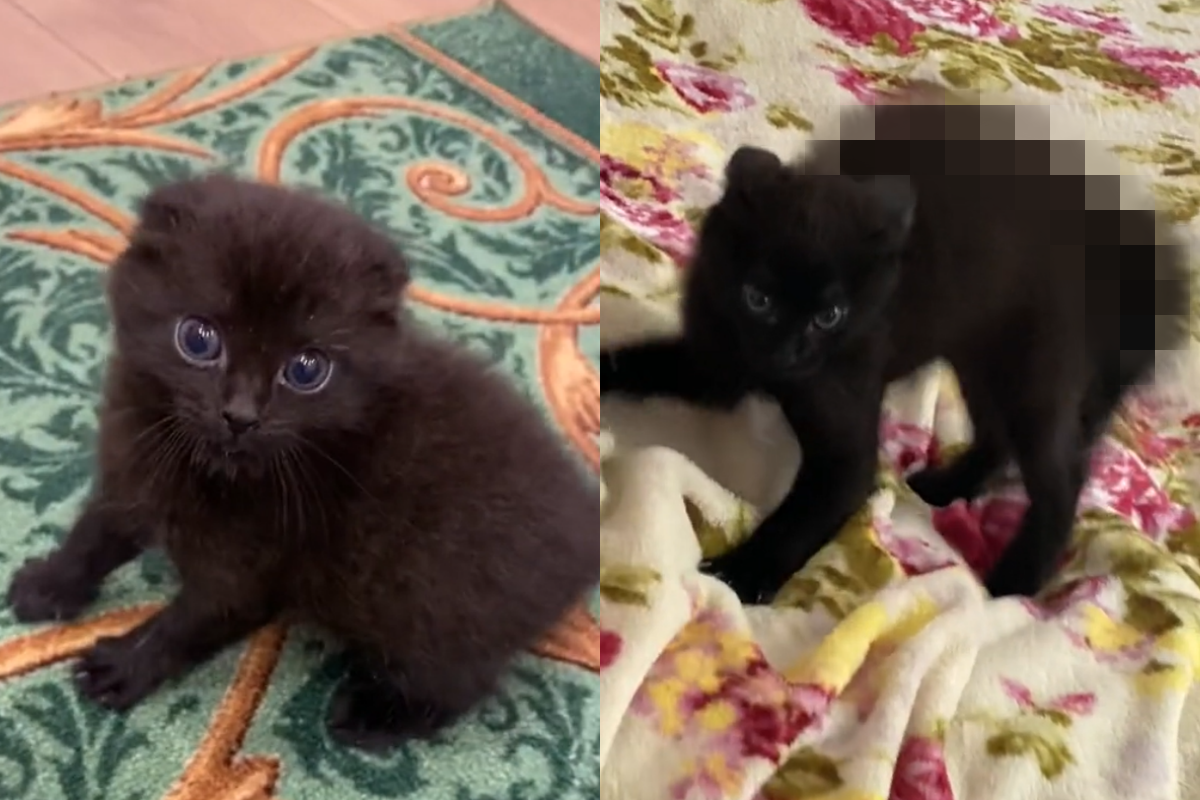 小黑貓緊張炸毛，看起來就像長腳的小煤炭。（圖／TiKTok＠ vasyilkit） 