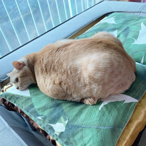 厭世星期一？胖橘學海豹趴臥沙發　一臉耍廢：貓生好累！
