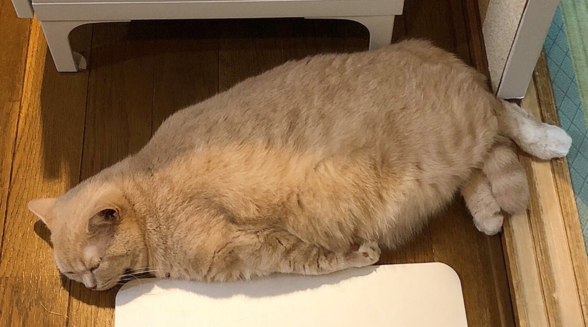 飯後躺成一隻胖海豹！（圖／Twitter＠ jirosan77）