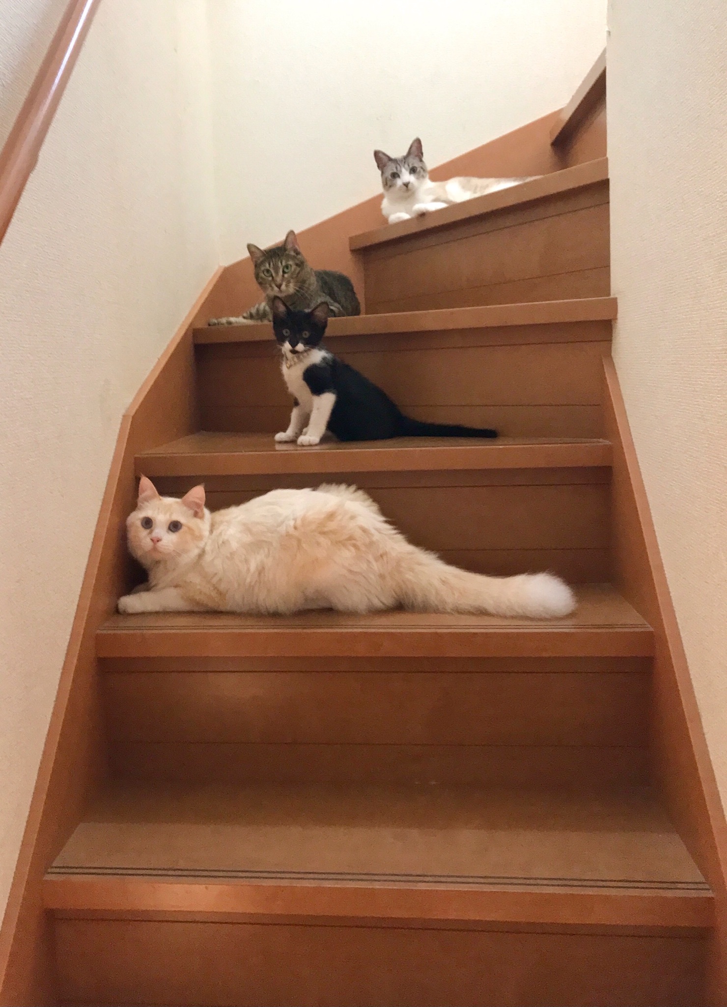 家裡的四隻貓貓佔住樓梯口。（圖／Twitter@ omochi_nam01）