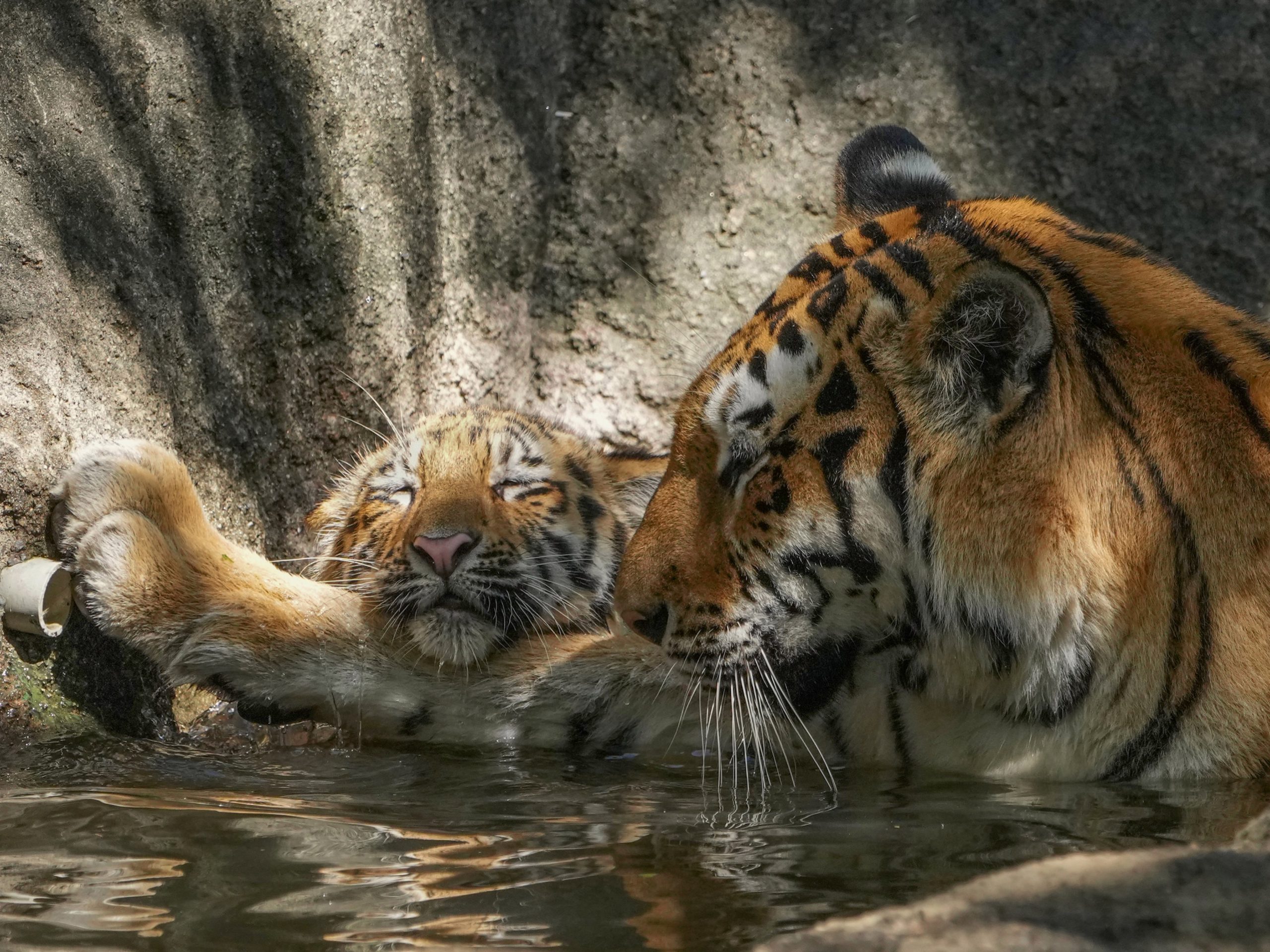 小老虎將腦袋靠在媽媽的手臂上休息。（圖／Twitter＠ rikunow）