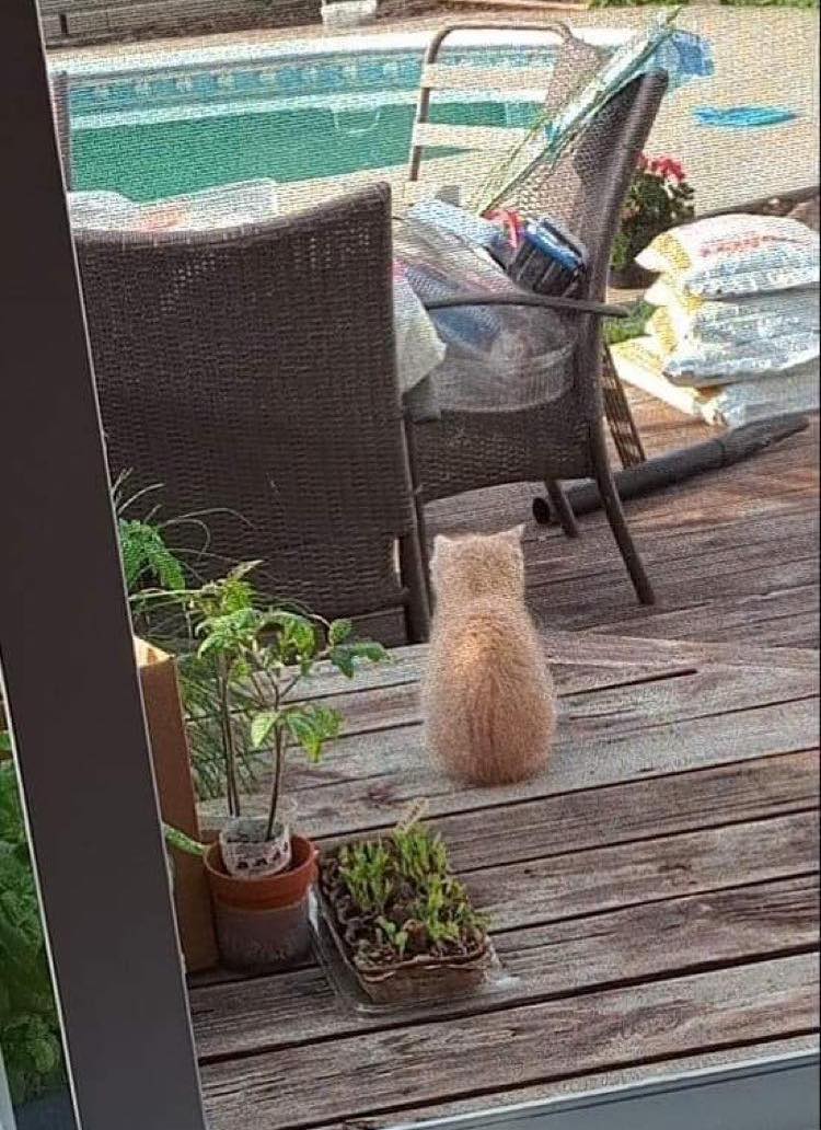 小橘貓徘徊在民眾後院，發出嗚噎聲引人注意。（圖／Facebook＠ Rescuechatonsmontreal）