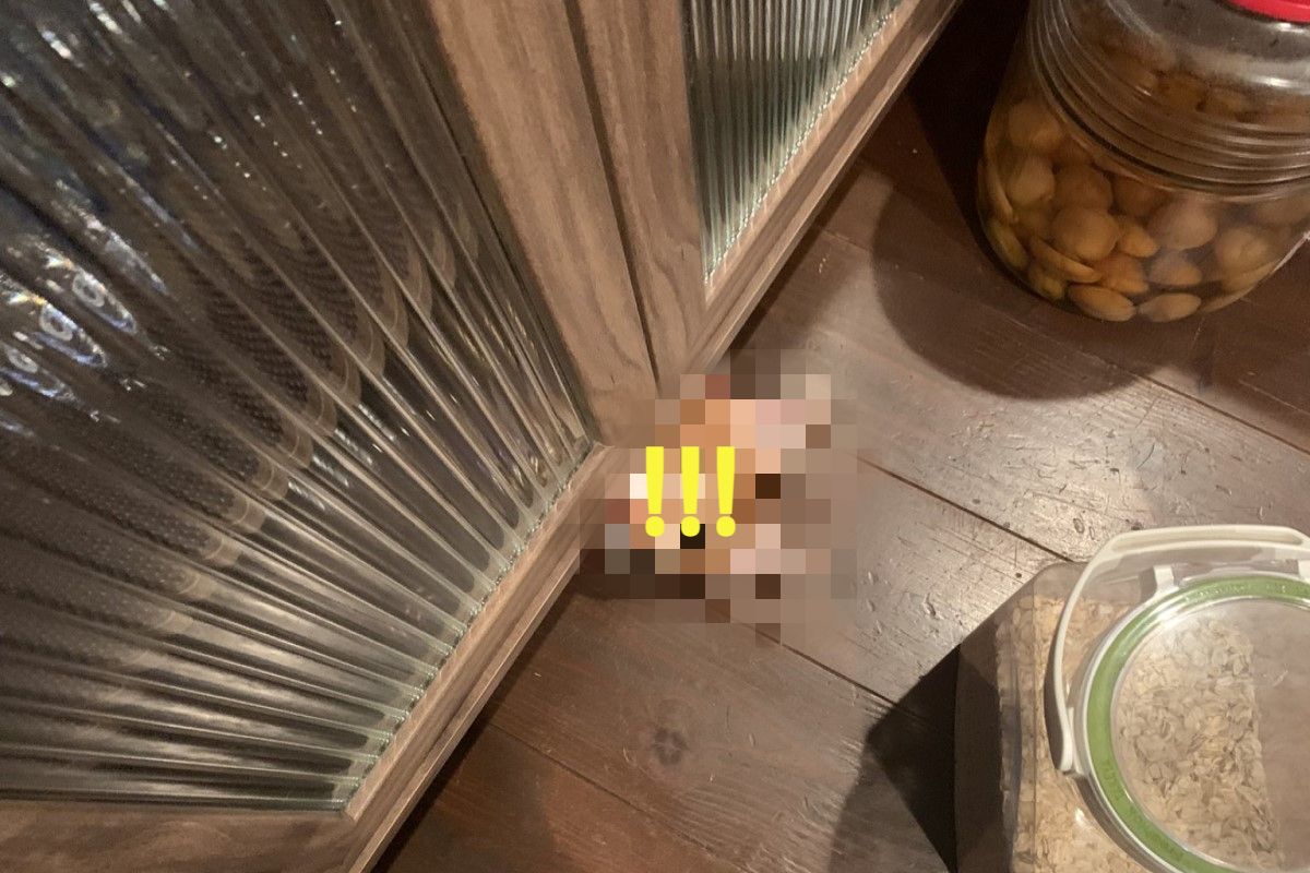 日本一名推主日前被櫃子下的「毛毛頭」嚇到！（圖／twitter @groovy03291013）