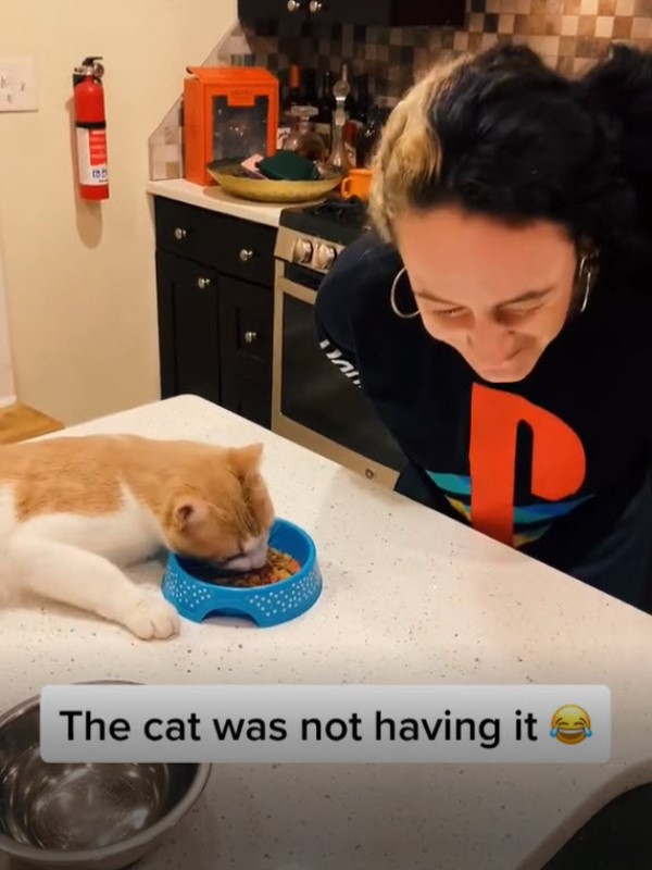 奴才假裝吃乾乾　貓咪下一秒竟這樣做：這偶的碗欸！