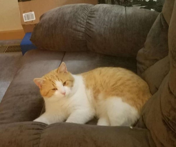 媽媽許願母親節禮物是「橘白貓」　幾週後浪橘出現：偶來了！