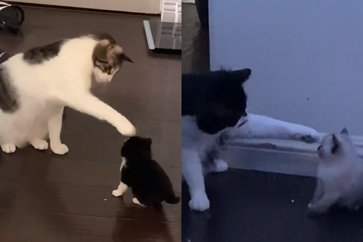 賓士貓幼時被大貓摸頭，長大後用一模一樣的方式摸小貓！（圖／TiKTok@ aileenserrano） 
